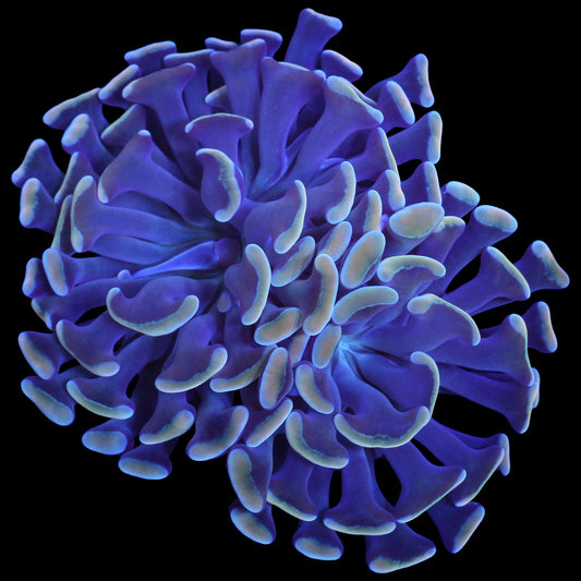 Yellow Tip Branching Hammer Coral