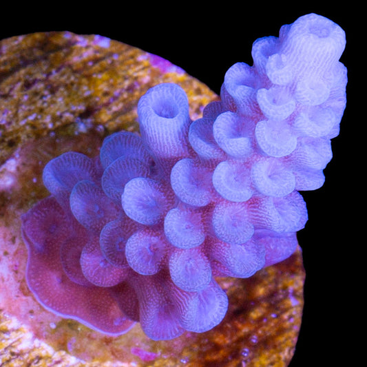 Blue Tenuis Acropora Coral