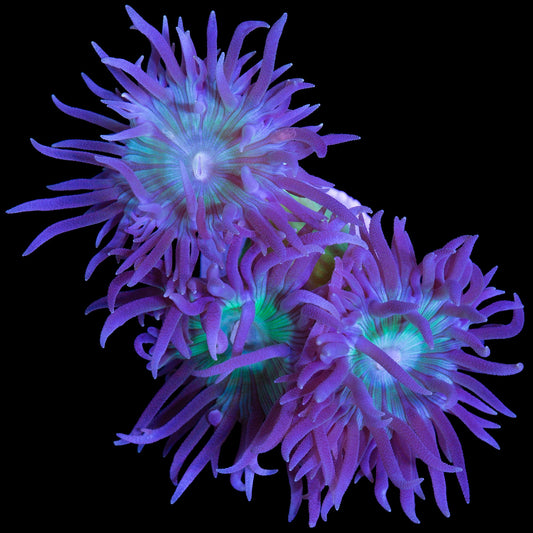 Green Duncan Coral