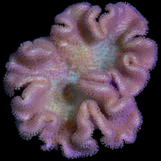 Fiji Yellow Leather Coral