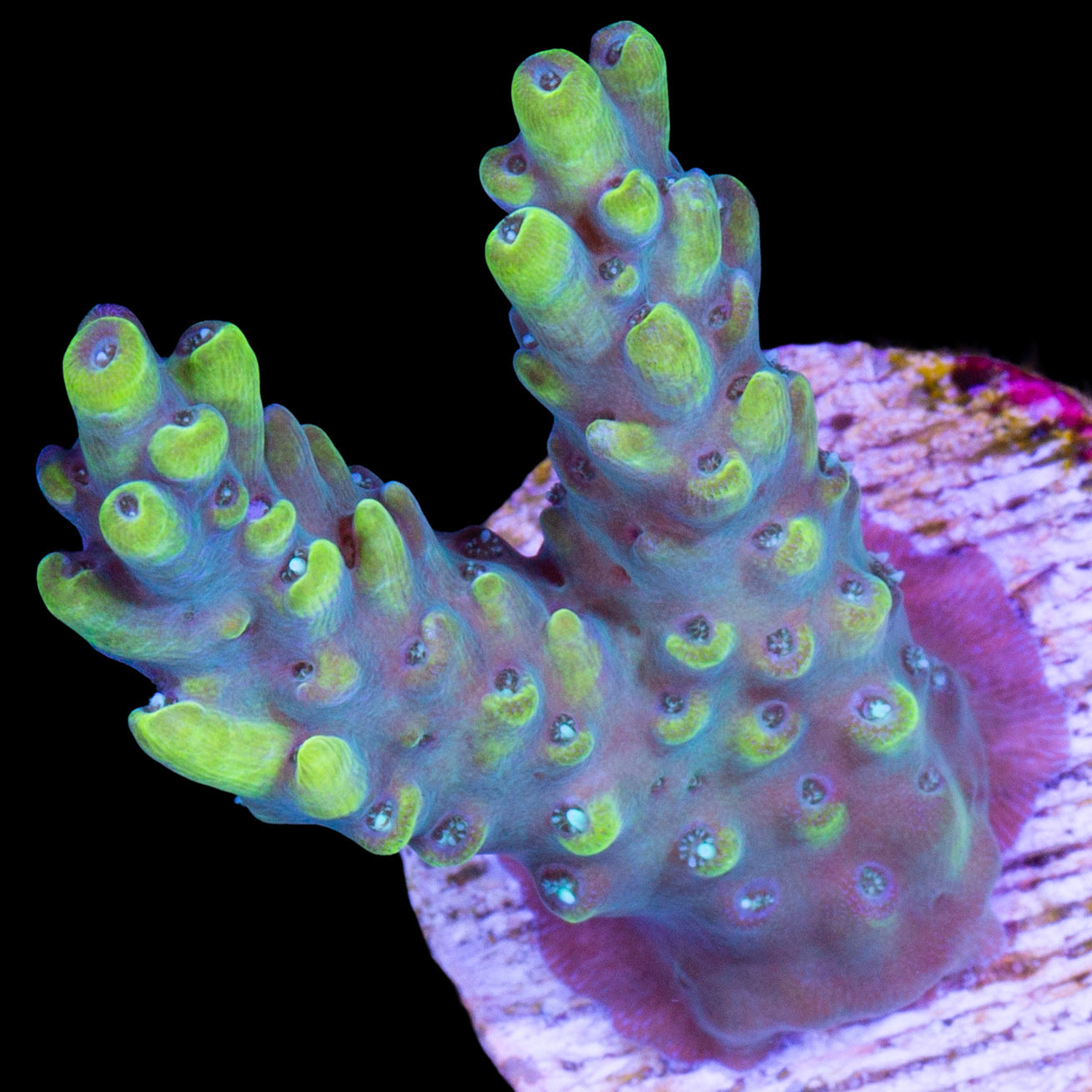 Yellowjacket Acropora Coral