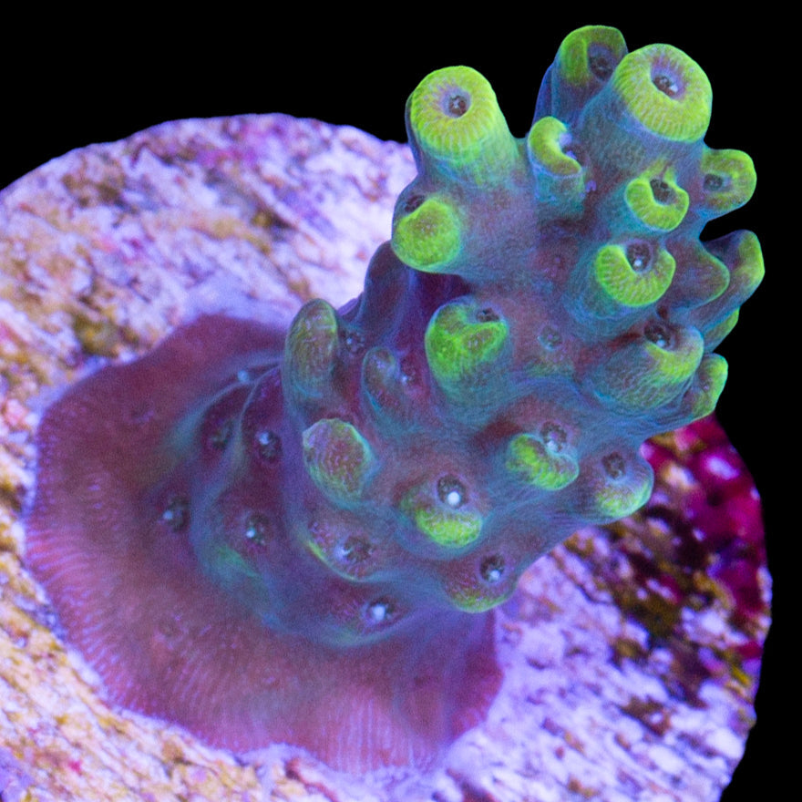 Yellowjacket Acropora Coral