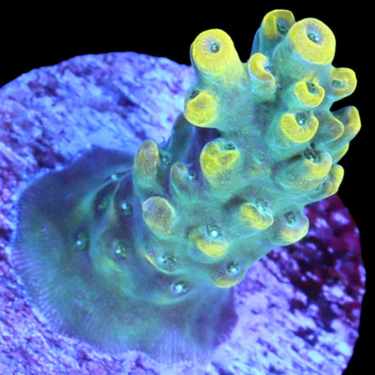 Yellowjacket Acropora Coral