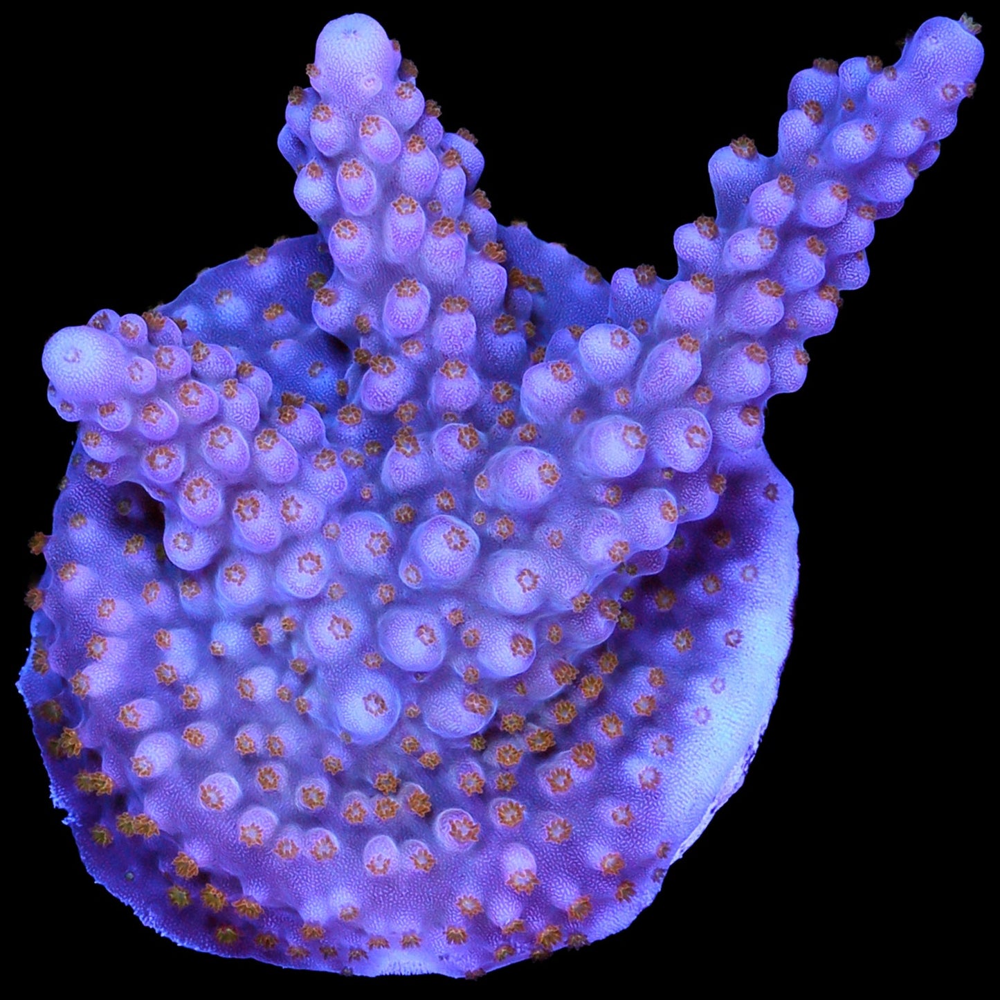 ARC Fireworks Acropora Coral