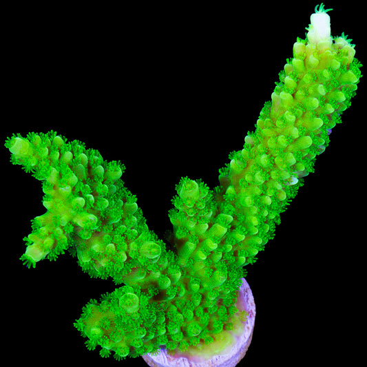 Bali Green Slimer Acropora - Lg Frag