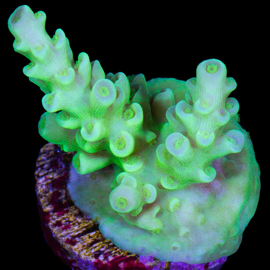 Highlighter Tenuis Acropora Coral