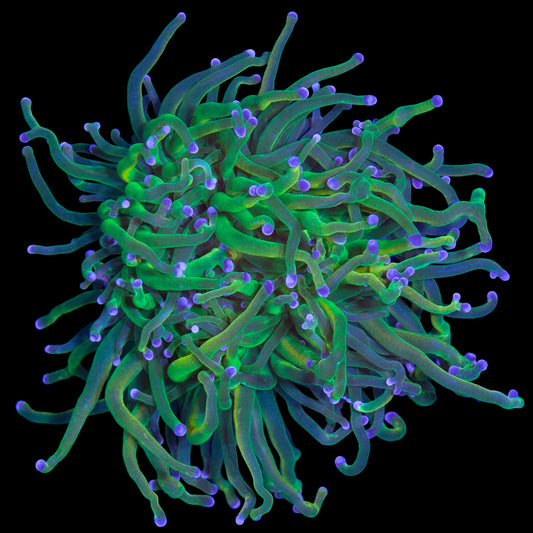 Holy Grail Torch Coral