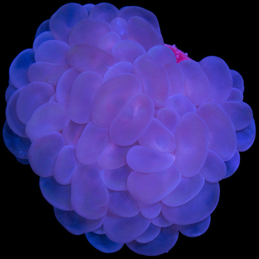 Bubble Coral