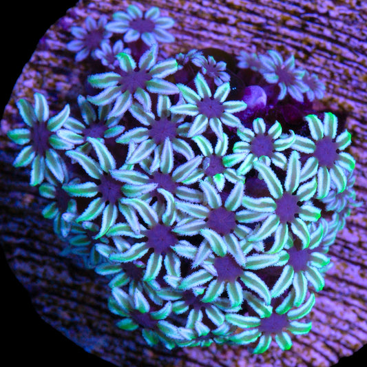 Green & White Pipe Organ Coral