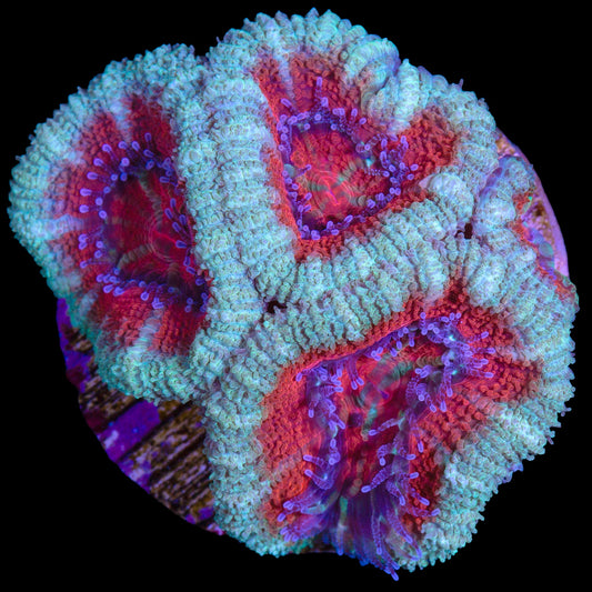 Blood Diamond Acan Coral
