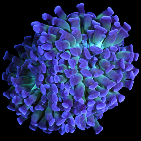 Green Center Branching Hammer Coral