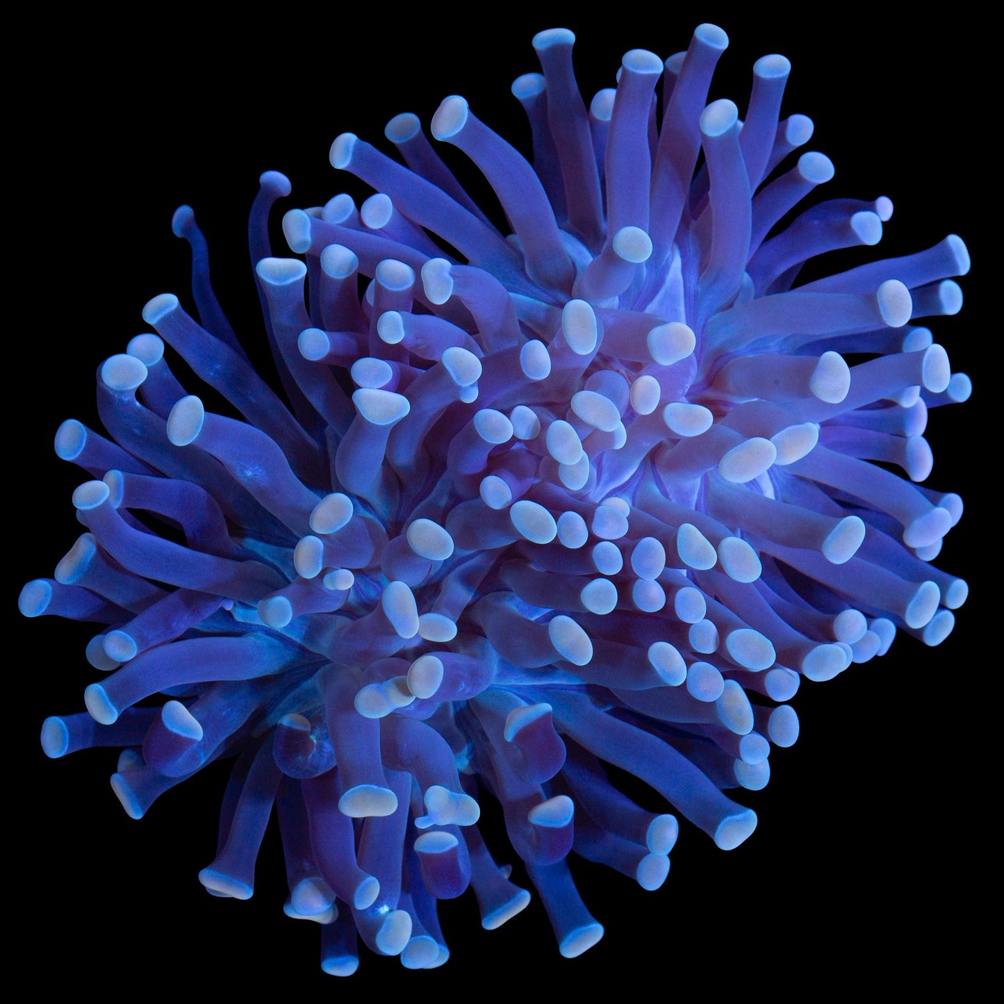 Yellow Tip Torch Coral