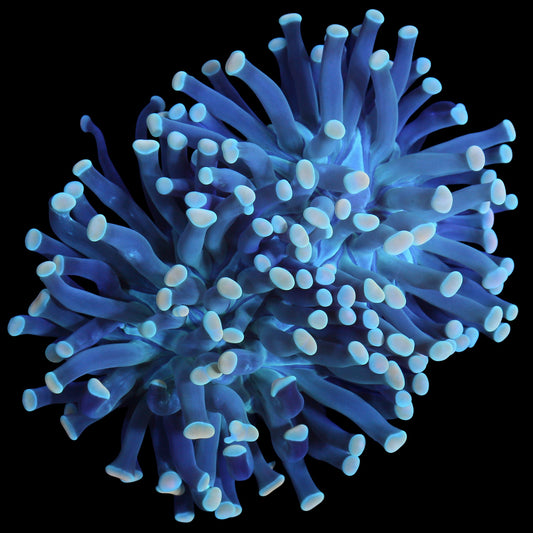 Yellow Tip Torch Coral