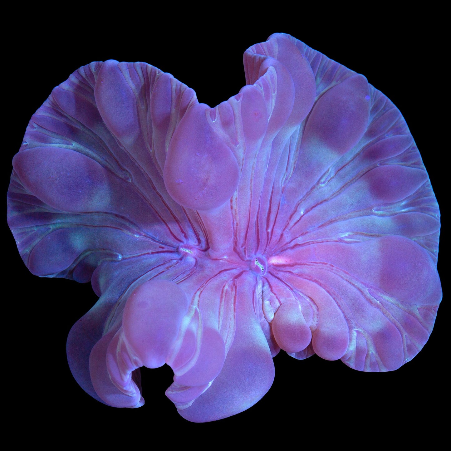 Fox Coral