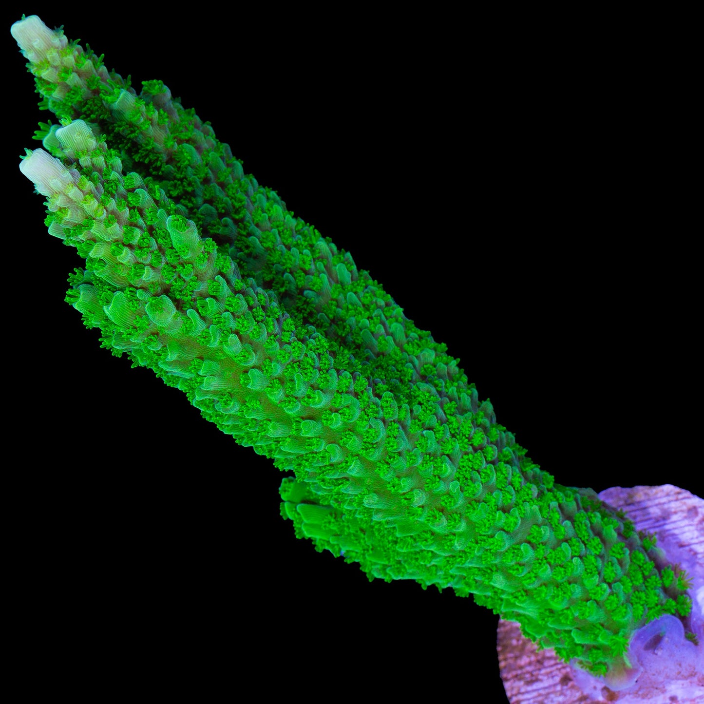 Bali Slimer Acropora Coral - Lg Frag