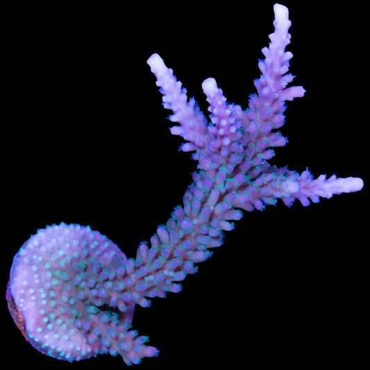 Blue Staghorn Acropora Coral