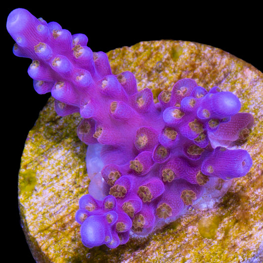 ARC Fireworks Acropora Coral