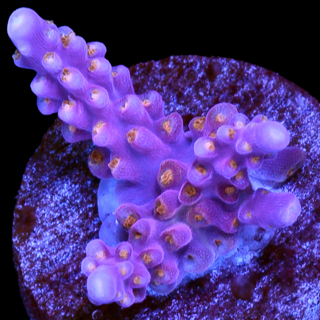 ARC Fireworks Acropora Coral