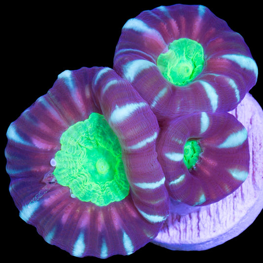 Green Eye Candy Cane Coral