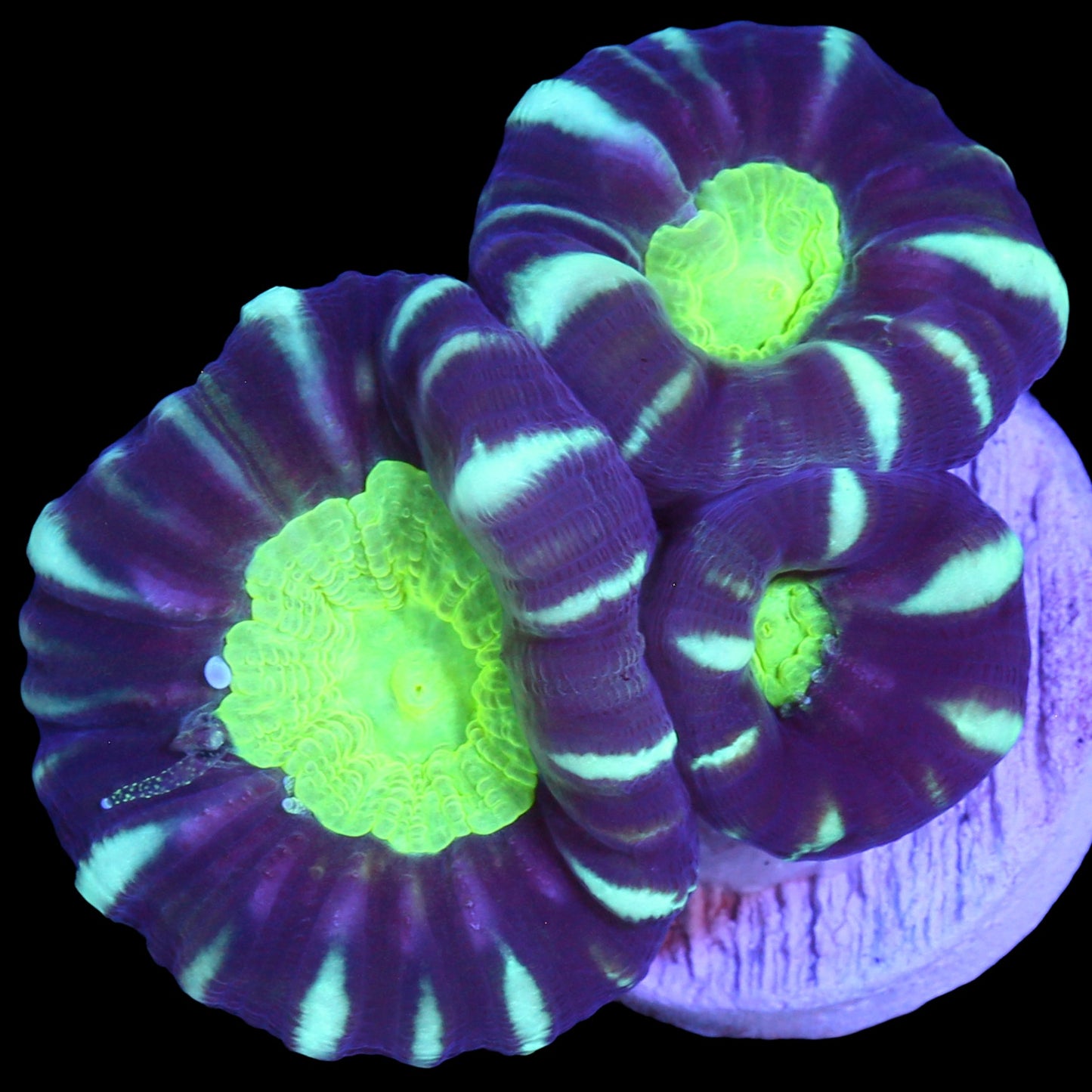 Green Eye Candy Cane Coral