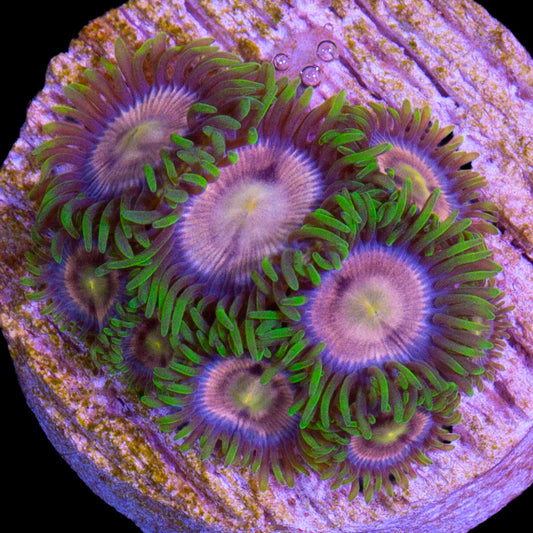 Vivid's Purple Panther Zoanthids