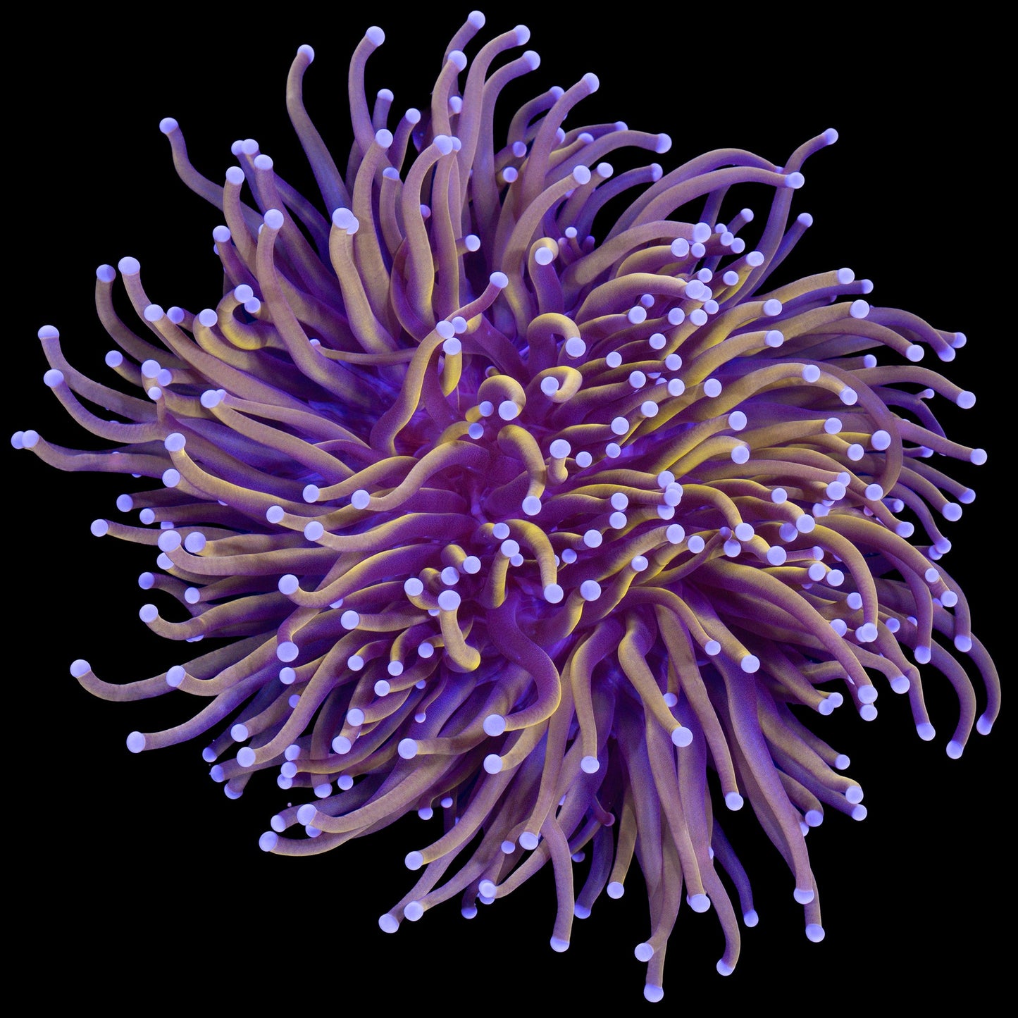 24K Gold Torch Coral Colony