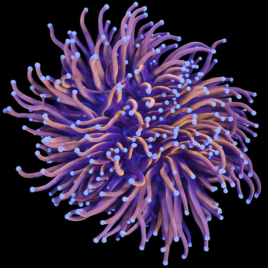 24K Gold Torch Coral Colony