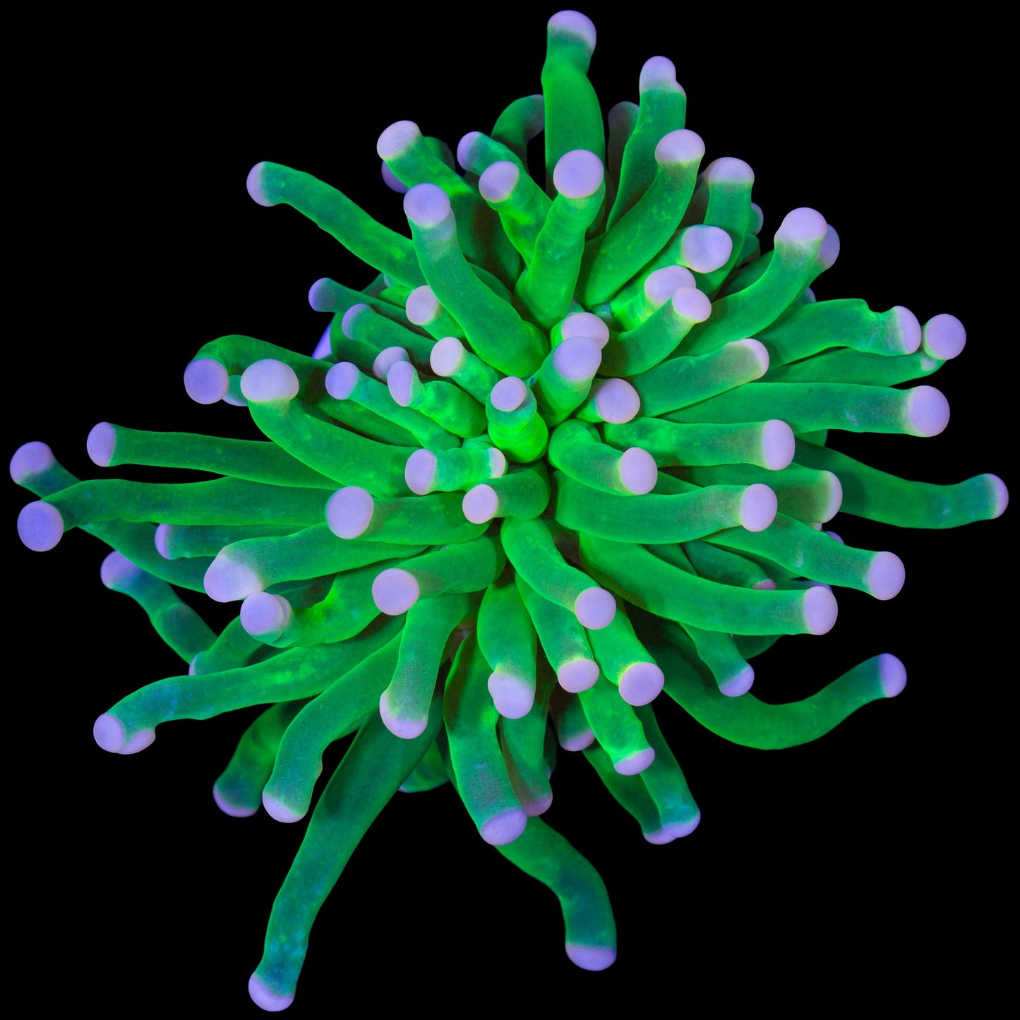Cotton Candy Torch Coral