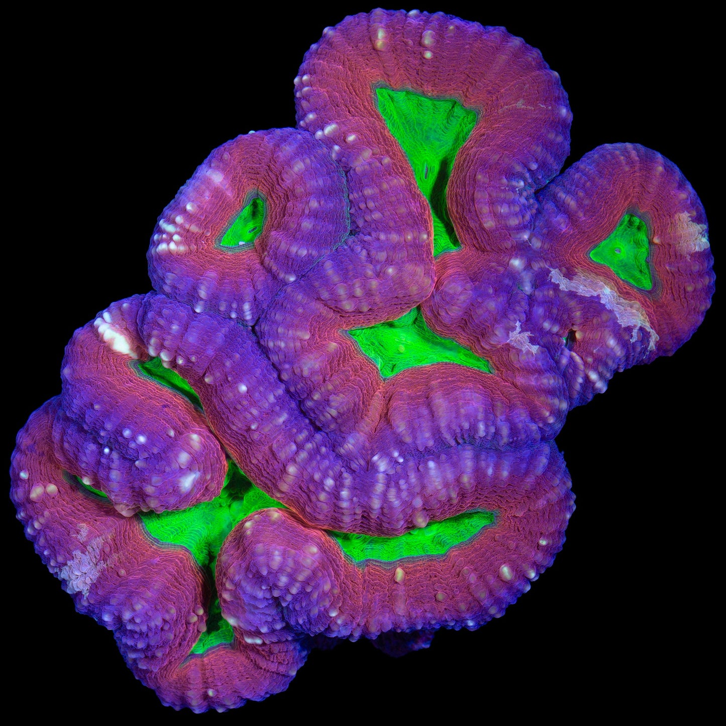 Gold Streak Molten Lobophyllia Coral Colony