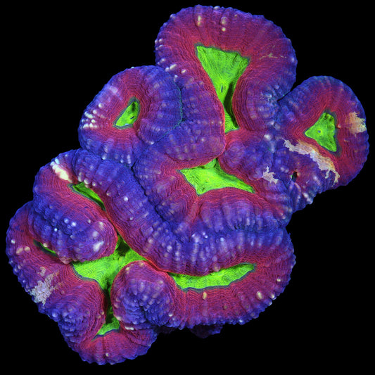 Gold Streak Molten Lobophyllia Coral Colony