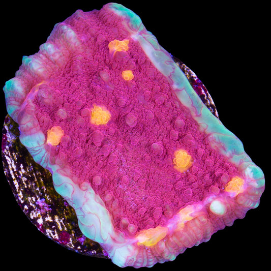 Golden Eye Echinophyllia Coral