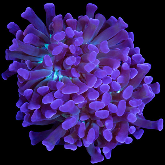 Green Center Branching Hammer Coral