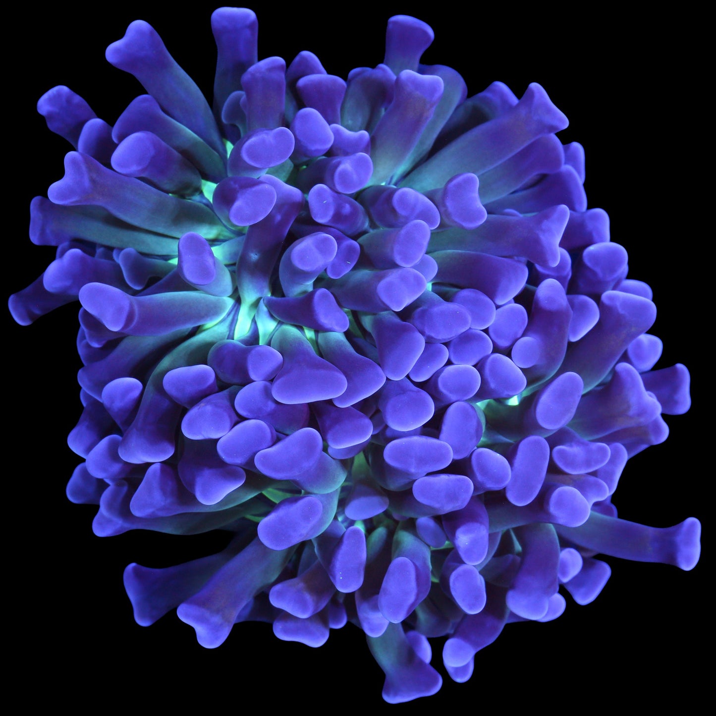 Green Center Branching Hammer Coral