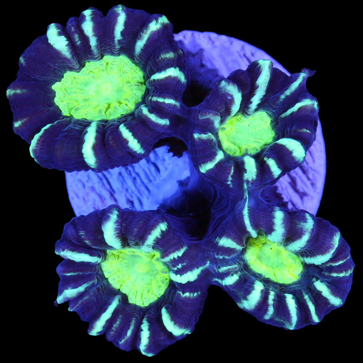 Green Eye Candy Cane Coral