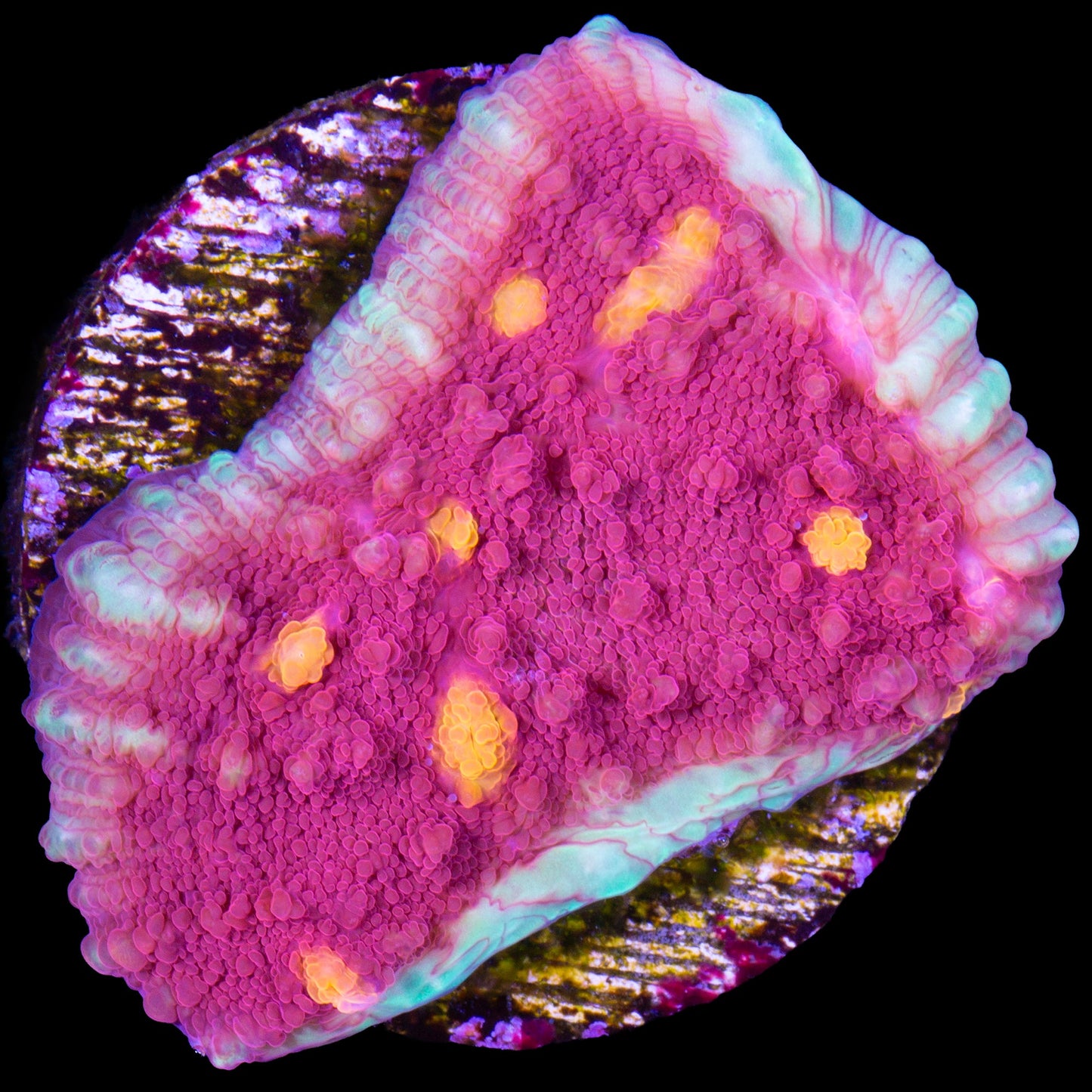 Golden Eye Echinophyllia Coral