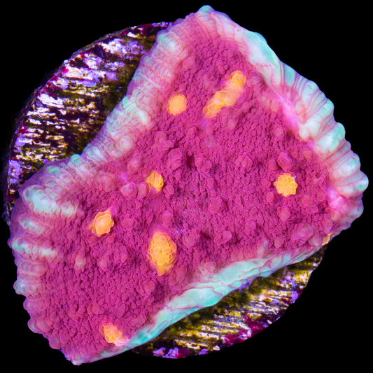 Golden Eye Echinophyllia Coral