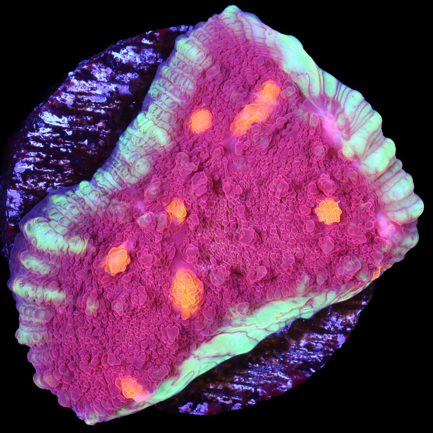 Golden Eye Echinophyllia Coral