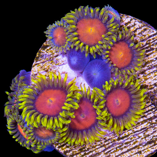 Vivid's Dragon Eye Zoanthids