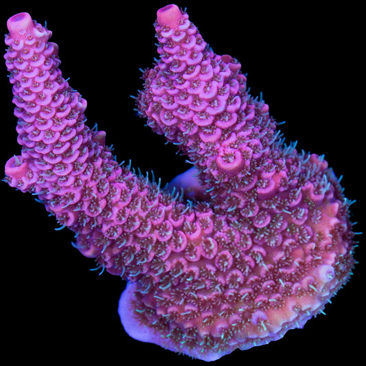 Festive Pink Millepora Acropora Coral