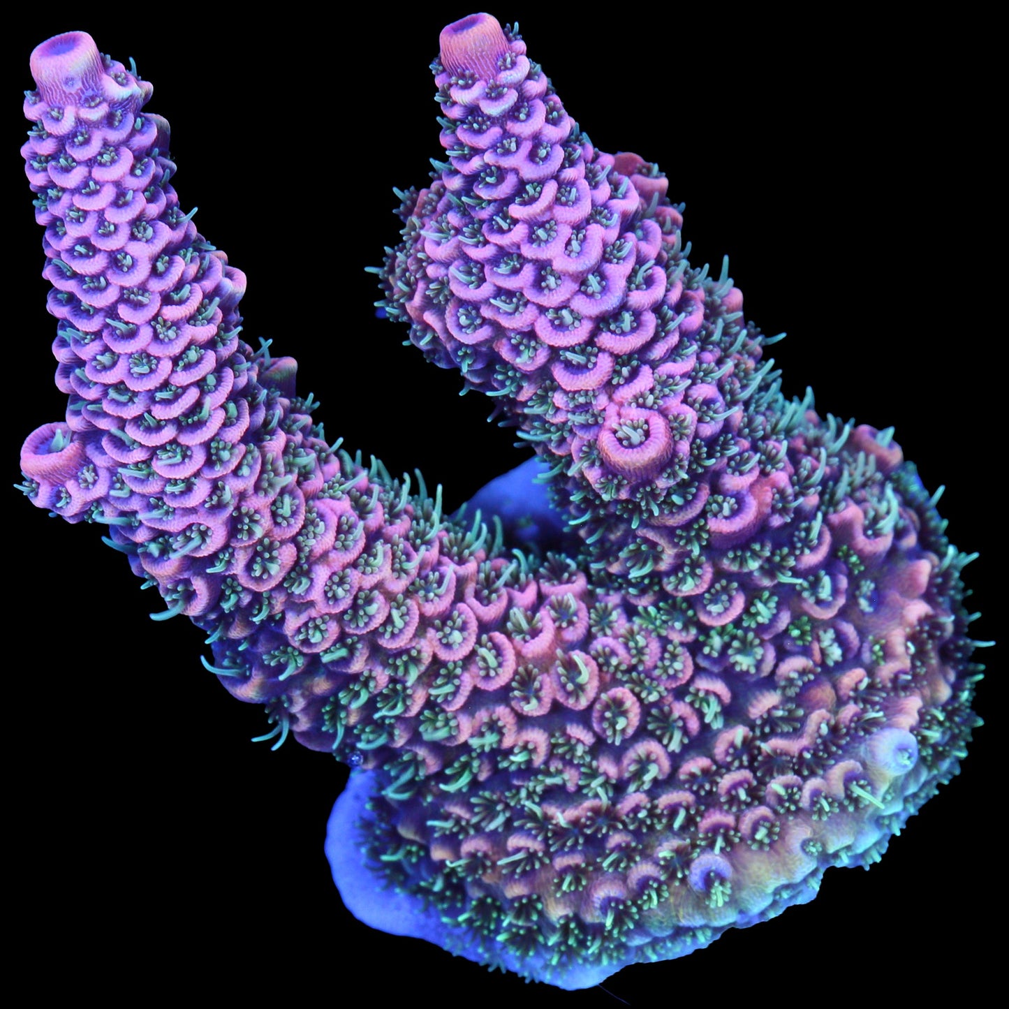 Festive Pink Millepora Acropora Coral