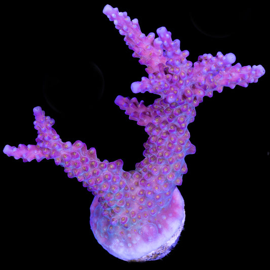 ARC Fireworks Acropora Coral - XL Frag