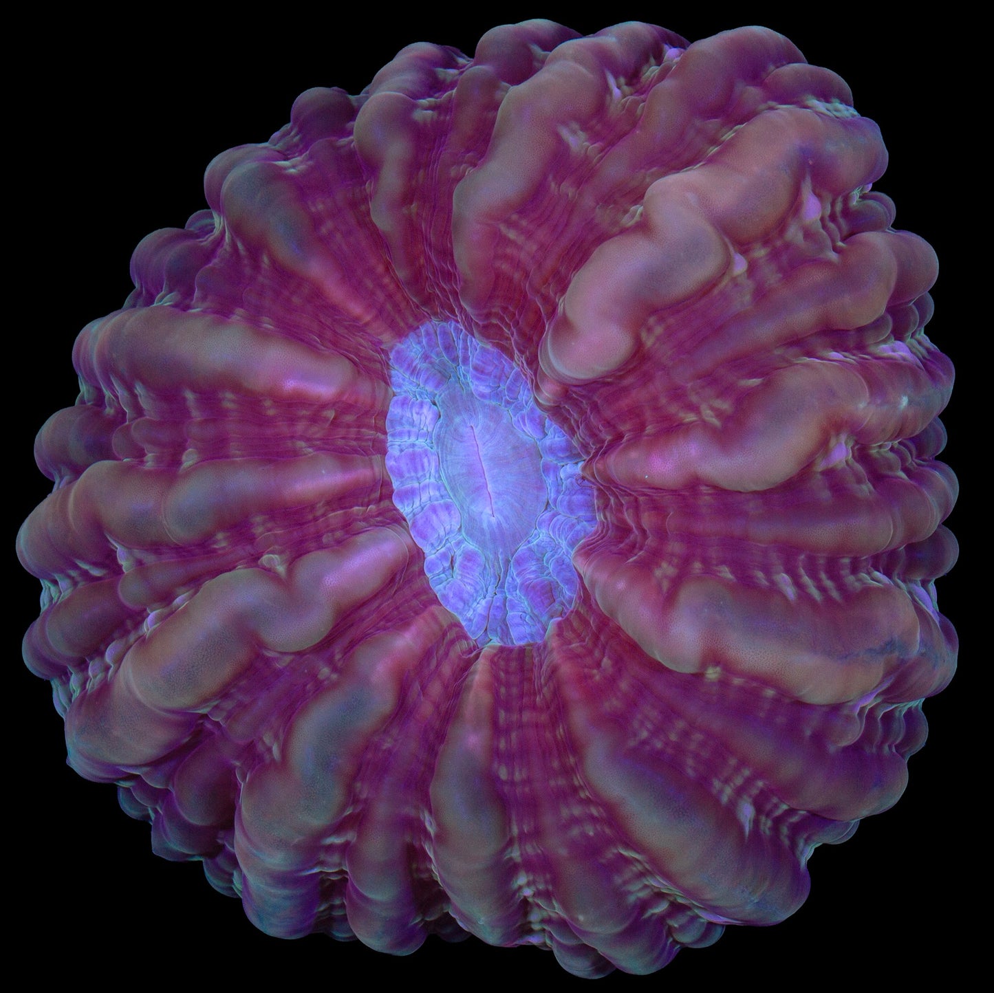 Firestorm Cynarina Coral