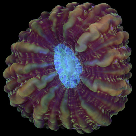 Firestorm Cynarina Coral