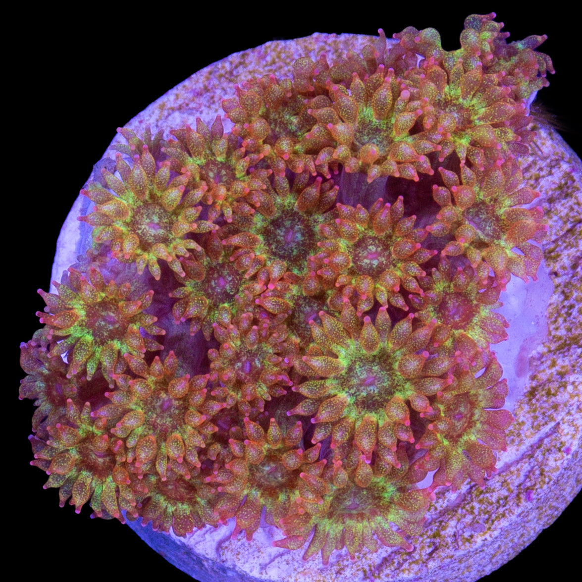 Golden Glitter Bernardpora Coral