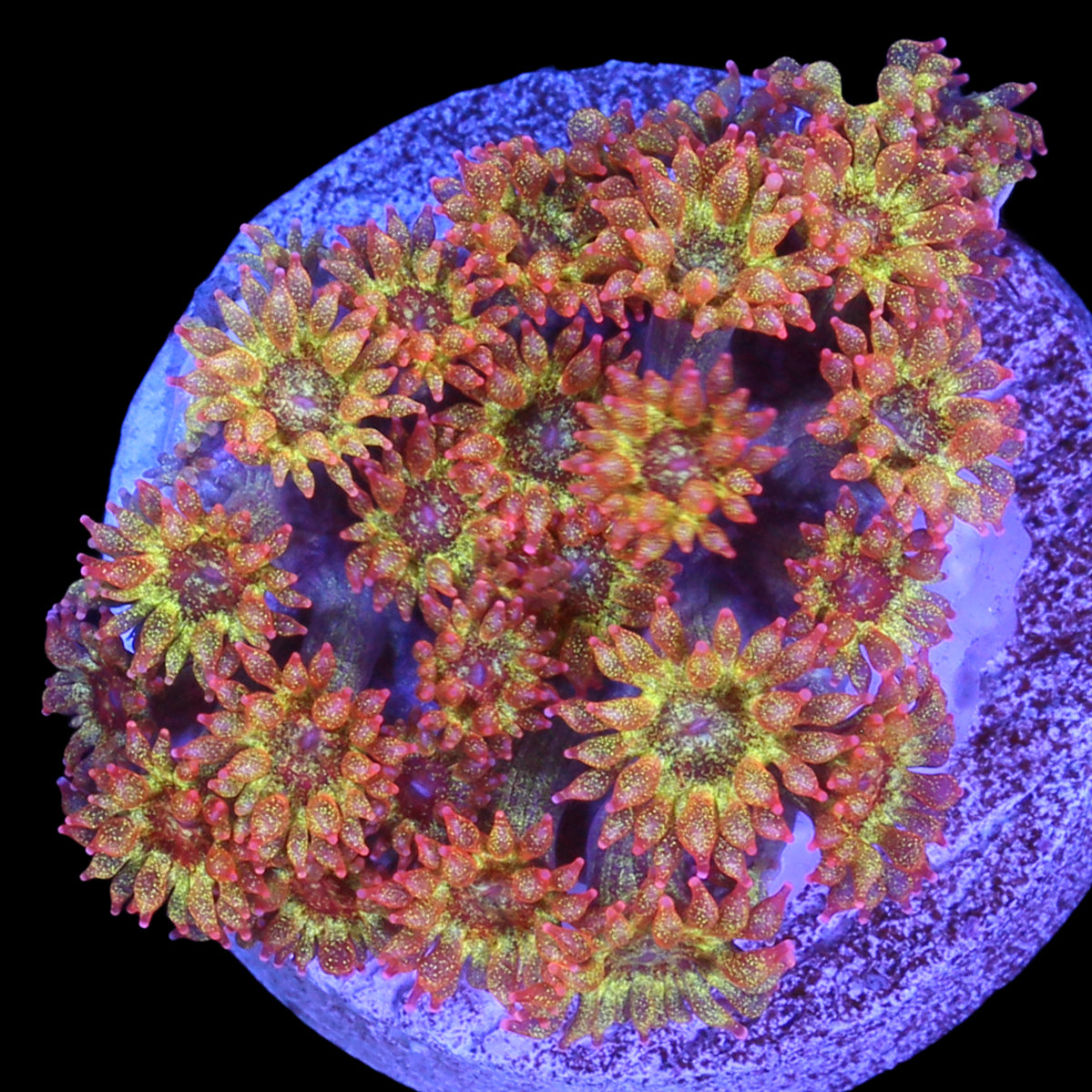 Golden Glitter Bernardpora Coral