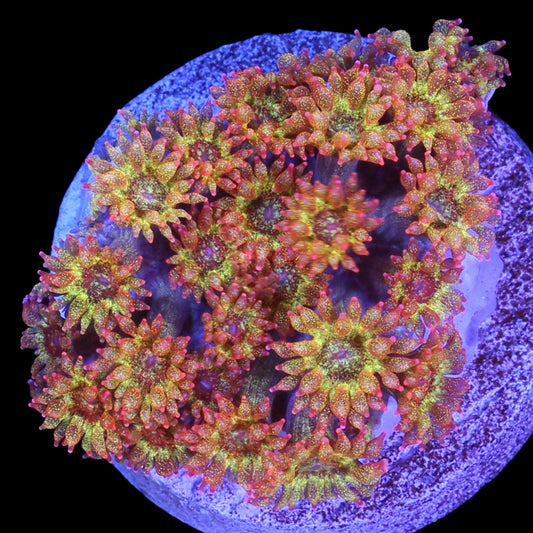 Golden Glitter Bernardpora Coral