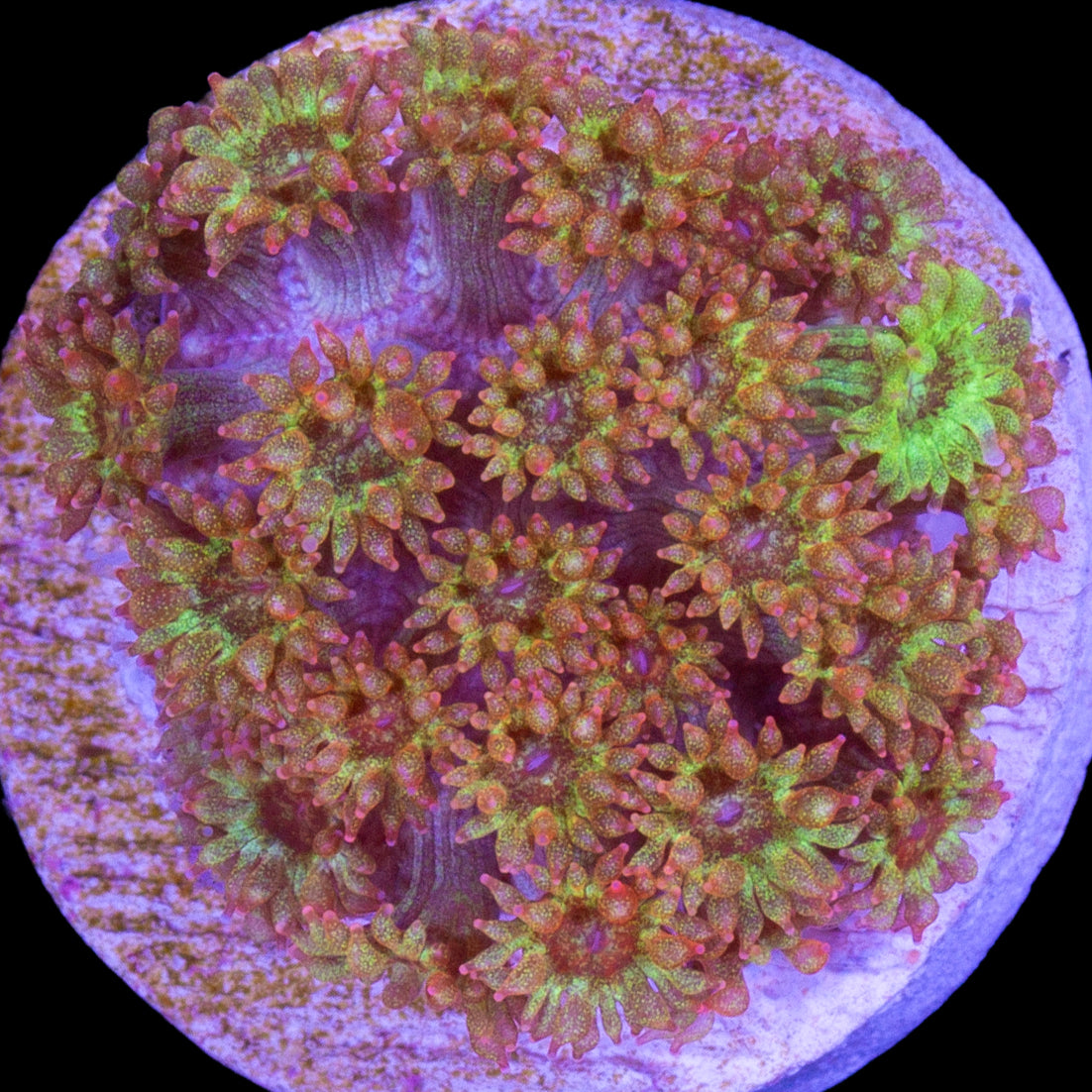 Golden Glitter Bernardpora Coral