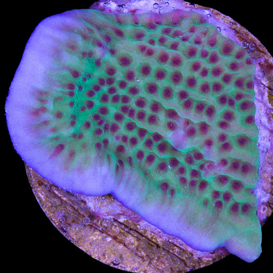Jedi Mind Trick Montipora Coral