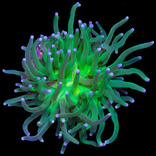 Electric Green Torch Coral
