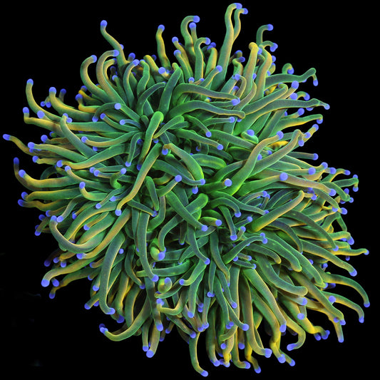 Holy Grail Torch Coral